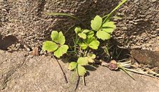 徐矿集团发布数字化转型顶层规划 打造数智矿山新标杆