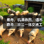 甬舟、杭温铁路、通苏嘉甬…浙江一批交通工程进度条刷新(图1) 甬舟、杭温铁路、通苏嘉甬…浙江一批交通工程进度条刷新(图1)
