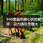 950装载机核心优势解析：动力强劲负载大（图2）
